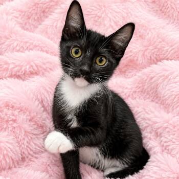 Julies Tuxedo Boy -  Domestic Short Hair Cat for Adoption in Glendora, California - Julies Tuxedo Boy | PetCurious