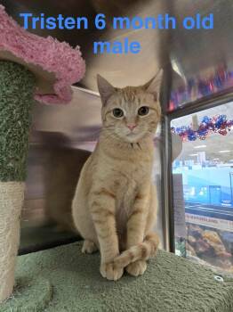 Domestic Short Hair Cats Available for Adoption - Tristan | PetCurious