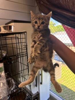 Rose -  Domestic Medium Hair Cat for Adoption in Denham Springs, Louisiana - Rose | PetCurious