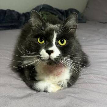 Domestic Long Hair Cats Available for Adoption - Cullen | PetCurious