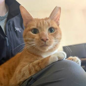 Domestic Short Hair Cats Available for Adoption in Sunnyvale, California - Birdie | PetCurious