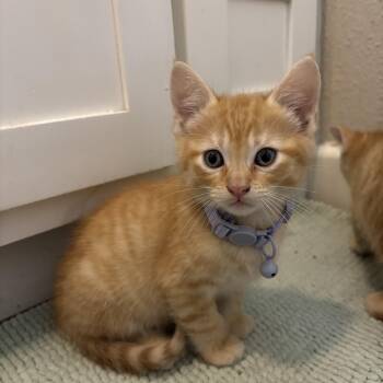 Domestic Short Hair Cats Available for Adoption in Pearland, Texas - Oswald | PetCurious