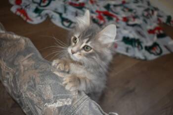 Rescue Domestic Medium Hair Cats for Adoption in Portland, Oregon - Ghost Bonded To Chai | PetCurious