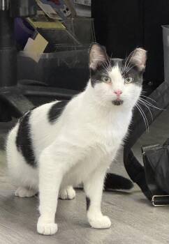 Tipper -  Domestic Short Hair Cat for Adoption in Blaine, Minnesota - Tipper | PetCurious