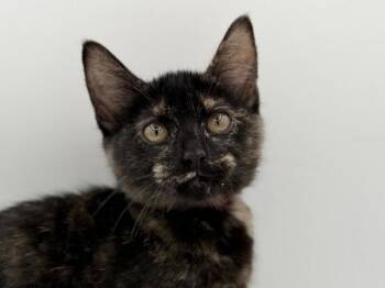 Bailey -  Domestic Short Hair Cat for Adoption in Portland, Oregon - Bailey | PetCurious