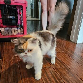 Moquette -  Persian Cat for Adoption in Houston, Texas - Moquette | PetCurious