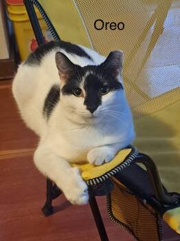 Oreo -  Domestic Medium Hair Cat Available for Adoption in Menasha, Wisconsin - Oreo | PetCurious