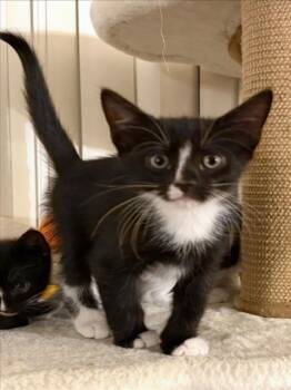 *GOOBER -  Domestic Short Hair Cat for Adoption in Woodland, California - *GOOBER | PetCurious
