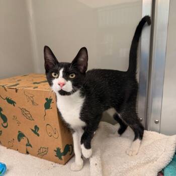 Gram -  Domestic Short Hair Cat for Adoption in Saint Charles, Missouri - Gram | PetCurious