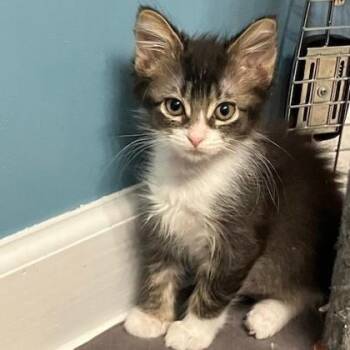Oreo (Bashful Buddy) -  Domestic Medium Hair and Domestic Short Hair Cat for Adoption in Wheaton, Illinois - Oreo (Bashful Buddy) | PetCurious