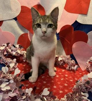 Denver -  Domestic Short Hair and Tabby Cat for Adoption in Powder Springs, Georgia - Denver | PetCurious