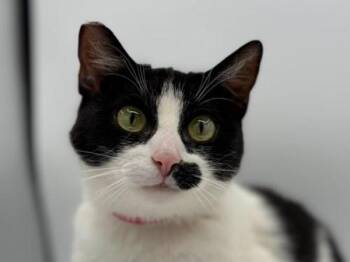 Sally -  Domestic Short Hair Cat for Adoption in Portland, Oregon - Sally | PetCurious