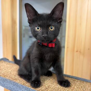 Hershey -  Domestic Short Hair Cat for Adoption in Morristown, Vermont - Hershey | PetCurious