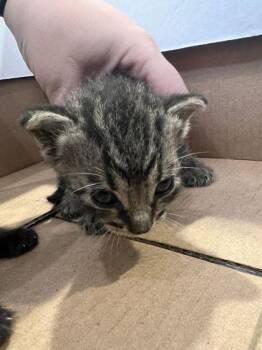 Elantra -  Domestic Short Hair Cat for Adoption in Daytona Beach, Florida - Elantra | PetCurious