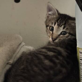 Gregarious (Greg) -  Domestic Short Hair Cat for Adoption in Bentonville, Arkansas - Gregarious (Greg) | PetCurious