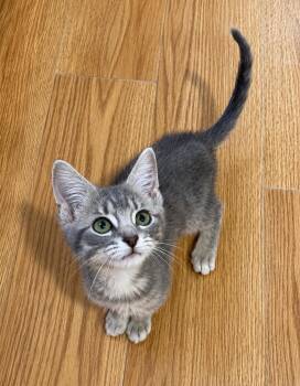 Kore -  Tabby and Domestic Short Hair Cat for Adoption in Greensburg, Pennsylvania - Kore | PetCurious