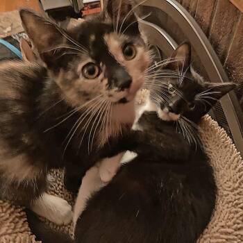 Rescue Tuxedo and Calico Cats for Adoption in UNIVERSITY PA, Maryland - Sonny & Cher | PetCurious