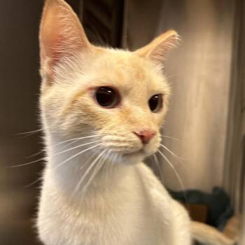 Sammy -  Siamese Cat for Adoption in Franklin, Tennessee - Sammy | PetCurious