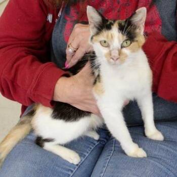 Casey -  Domestic Short Hair Cat for Adoption in Birmingham, Alabama - Casey | PetCurious