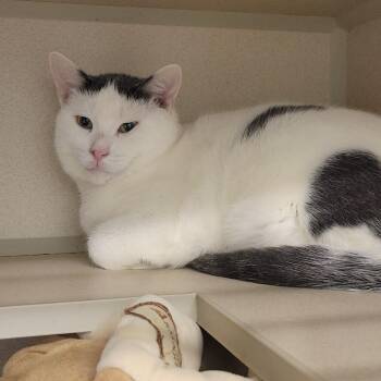 Ketchup -  Domestic Short Hair Cat for Adoption in Wheeling, Illinois - Ketchup | PetCurious