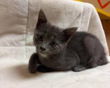 Carl -  Domestic Short Hair Cat for Adoption in Maryville, Missouri - Carl | PetCurious