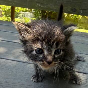 Storm -  Domestic Medium Hair Cat for Adoption in Lynchburg, Virginia - Storm | PetCurious