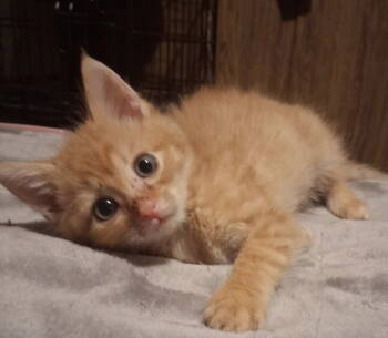 Rescue Tabby and Domestic Short Hair Cats for Adoption in Utica, Michigan - Mr Bean | PetCurious