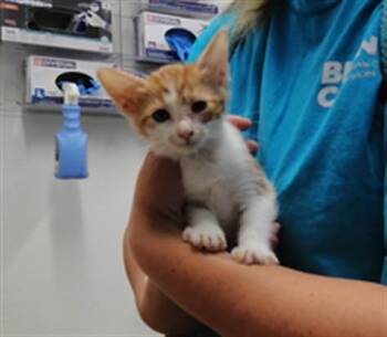 CLEMENTINE -  Domestic Short Hair Cat for Adoption in Albuquerque, New Mexico - CLEMENTINE | PetCurious