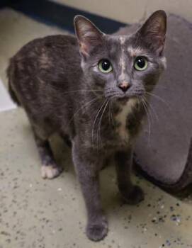 Archie -  Domestic Short Hair Cat for Adoption in Verona, Wisconsin - Archie | PetCurious