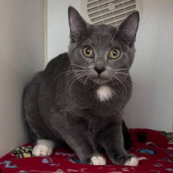 Domestic Short Hair Cats Available for Adoption - Bounce | PetCurious