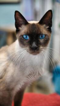 Pickle Bean -  Siamese Cat for Adoption in Saint James City, Florida - Pickle Bean | PetCurious