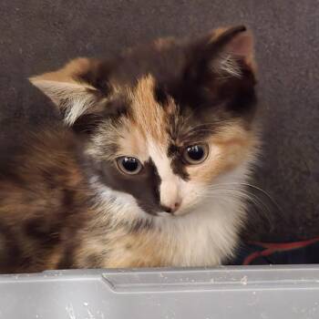 Bambi -  Domestic Medium Hair Cat for Adoption in Park Falls, Wisconsin - Bambi | PetCurious