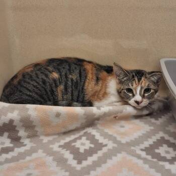 Darlin -  Domestic Short Hair Cat for Adoption in Gautier, Mississippi - Darlin | PetCurious