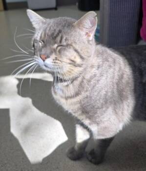 Prince Char -  Domestic Short Hair Cat for Adoption in Sherwood, Oregon - Prince Char | PetCurious