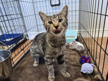 Meowzie -  Domestic Short Hair Cat for Adoption in Bolivar, Missouri - Meowzie | PetCurious