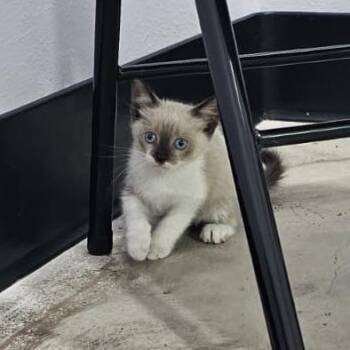 Simon -  Siamese Cat for Adoption in Harlingen, Texas - Simon | PetCurious