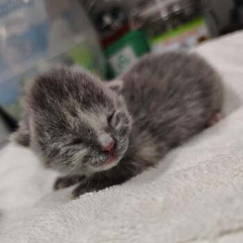 Domestic Short Hair Cats Available for Adoption - CSAS-Stray-764_4 | PetCurious