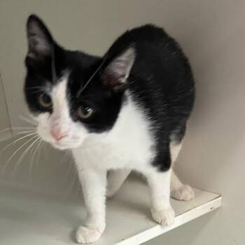 Ernest -  Domestic Short Hair Cat for Adoption in Jeffersonville, Indiana - Ernest | PetCurious