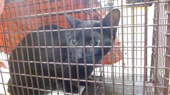 VIOLETTE FERNANDEZ -  Domestic Short Hair Cat for Adoption in Doral, Florida - VIOLETTE FERNANDEZ | PetCurious