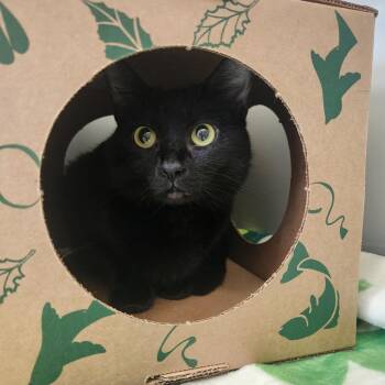 Domestic Short Hair Cats Available for Adoption in Saint Charles, Missouri - Tokyo | PetCurious