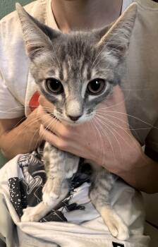 Joe ( AV) -  Tabby Cat for Adoption in Vallejo, California - Joe ( AV) | PetCurious