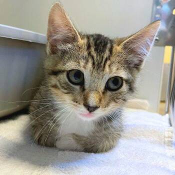 Monstera -  Domestic Short Hair Cat for Adoption in Walnut Creek, California - Monstera | PetCurious