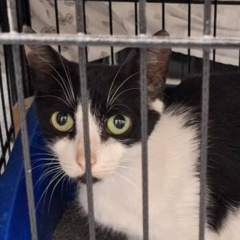 Momma -  Domestic Short Hair Cat for Adoption in Montgomery, Alabama - Momma | PetCurious