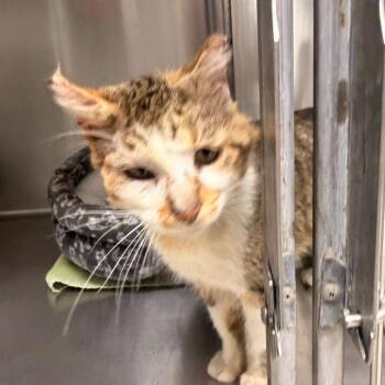 Domestic Short Hair Cats Available for Adoption - Pat | PetCurious