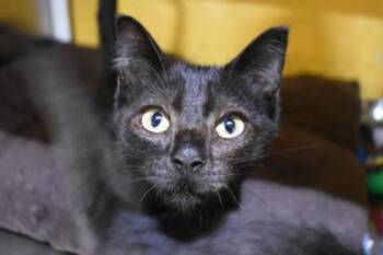 Dragon -  Domestic Short Hair Cat for Adoption in Kansas City, Missouri - Dragon | PetCurious