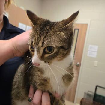 Domestic Short Hair Cats Available for Adoption - Mulan | PetCurious