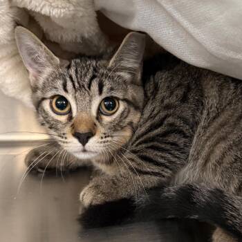 Nathan NM -  Domestic Short Hair Cat for Adoption in Denver, Colorado - Nathan NM | PetCurious