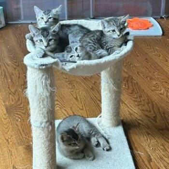 Kody (Reynolds Kitten 5) -  Domestic Short Hair Cat for Adoption in Westport, Connecticut - Kody (Reynolds Kitten 5) | PetCurious