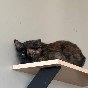 Domestic Short Hair Cats Available for Adoption - Mini Meow | PetCurious