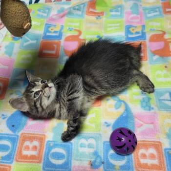 Thumbelina -  Domestic Short Hair Cat for Adoption in South Miami, Florida - Thumbelina | PetCurious